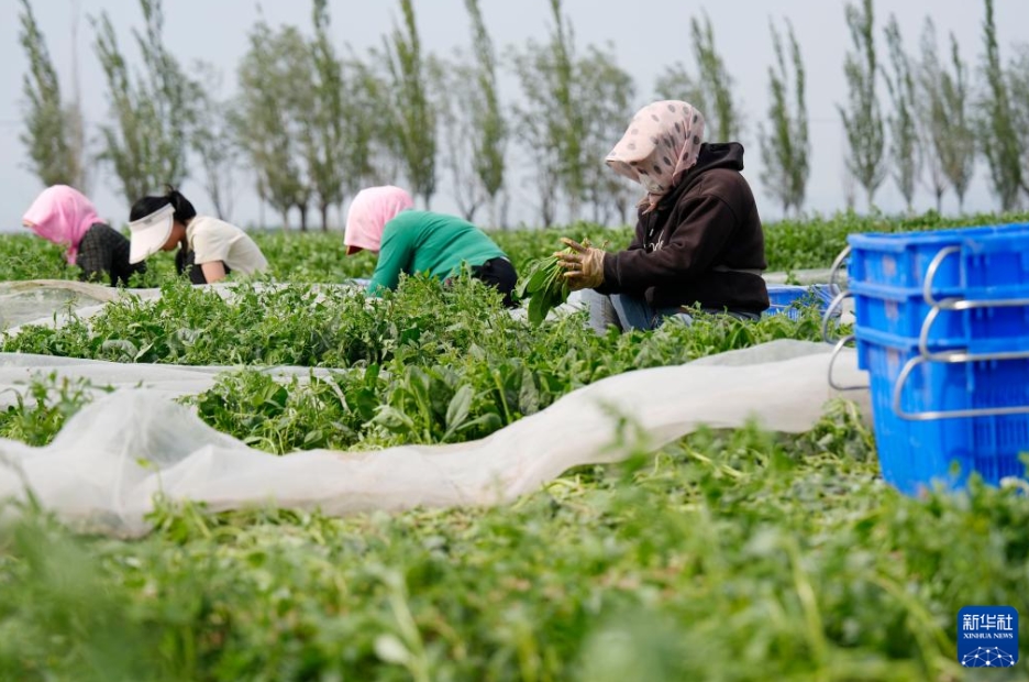 高冷地野菜の出荷最盛期に　寧夏?固原