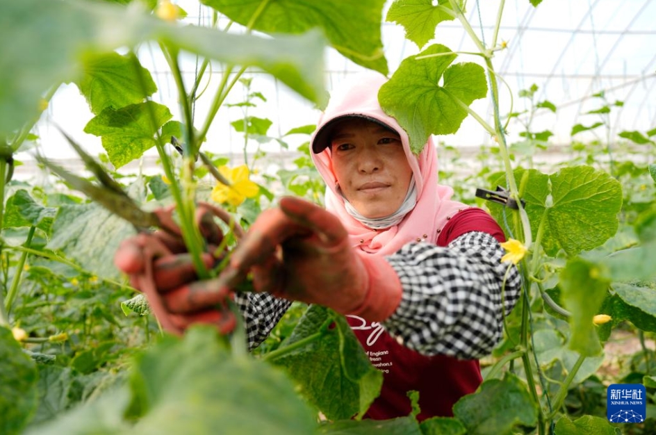 高冷地野菜の出荷最盛期に　寧夏?固原