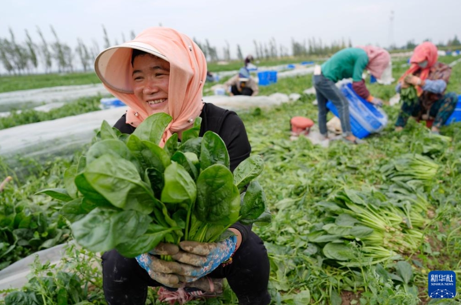 高冷地野菜の出荷最盛期に　寧夏?固原