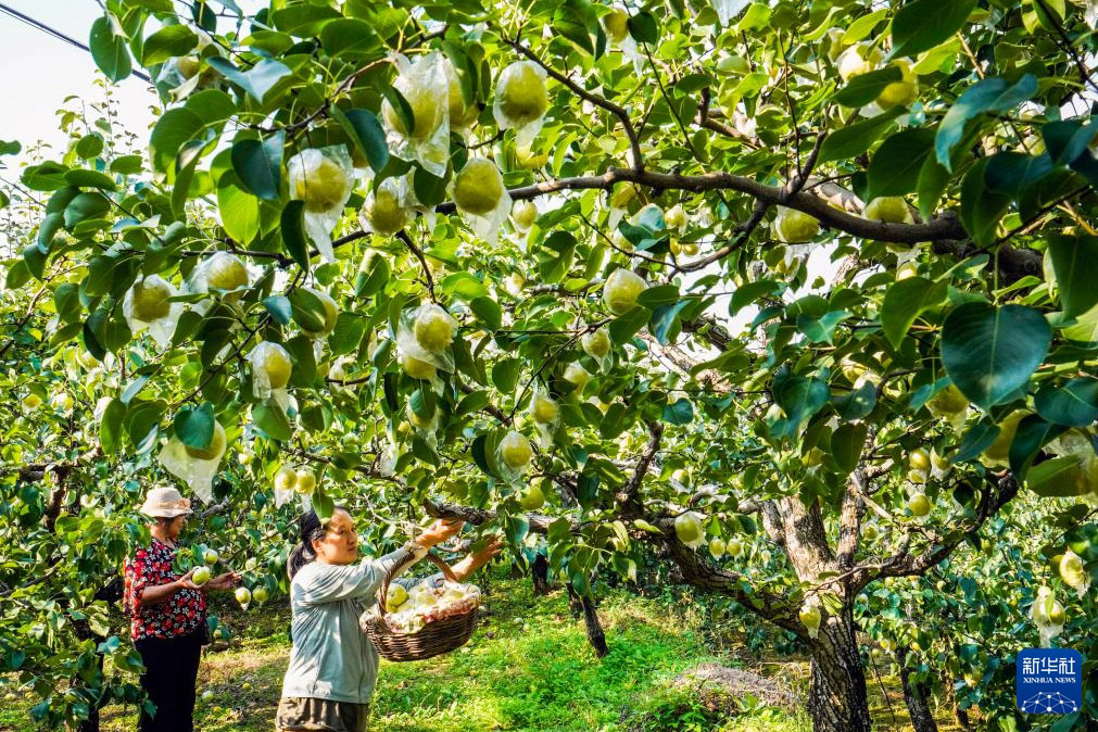 黃金色の秋到來、中國各地で進む収穫作業(yè)