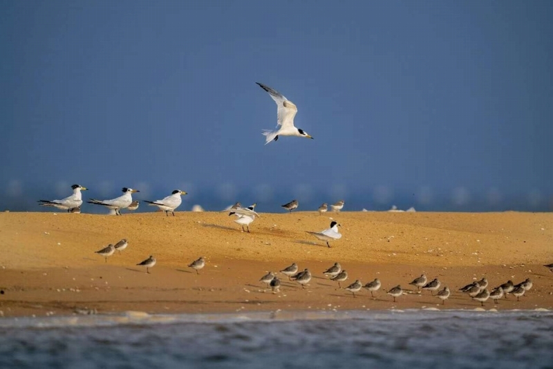 日照市の劉家灣趕海園で採餌するヒガシシナアジサシ（撮影?秦立平）。