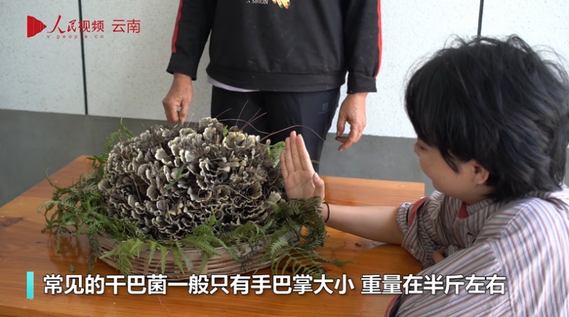 雲(yún)南省昌寧県で重さ1.55キロの巨大キノコ「乾巴菌」を発見