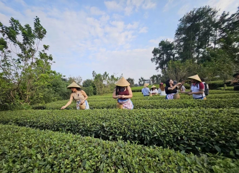 茶摘みを體験するラテンアメリカ諸國(guó)メディアチームの記者たち（撮影?王暁霞）。