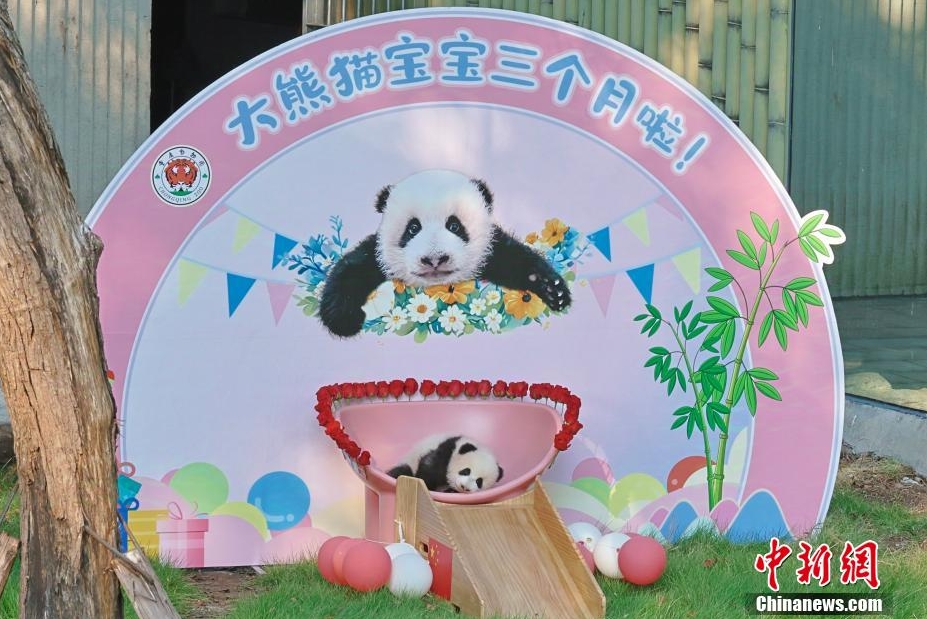 重慶動(dòng)物園でパンダの赤ちゃんが一般公開(kāi)