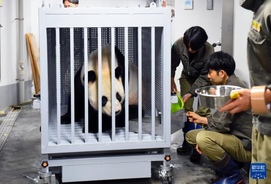 9月29日、東京の上野動(dòng)物園で、輸送用の檻に入れられたパンダの「比力」（寫(xiě)真提供?東京動(dòng)物園協(xié)會(huì)）。