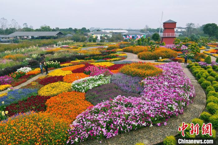 美しく咲き亂れる秋の花々　湖北省枝江