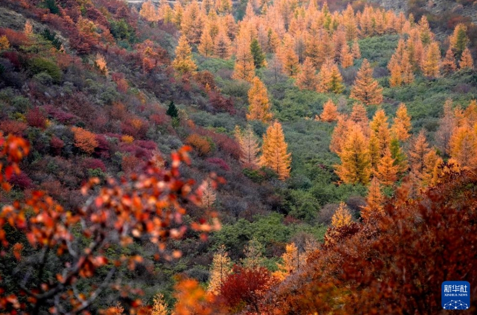 寧夏回族自治區(qū)固原市西吉県大寨山林場の秋景色（10月18日撮影?王鵬）。