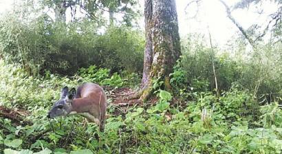 屋外モニタリングカメラが捉えたジャコウジカ（寫真提供?松潘県林業(yè)?草原局）。