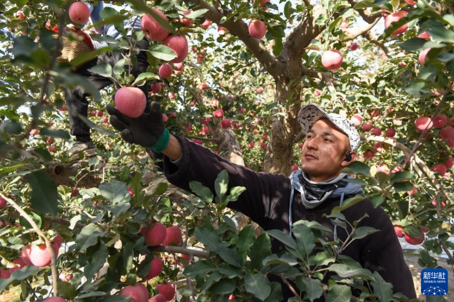 農(nóng)家の増収に寄與する特産のリンゴ　新疆?阿克蘇