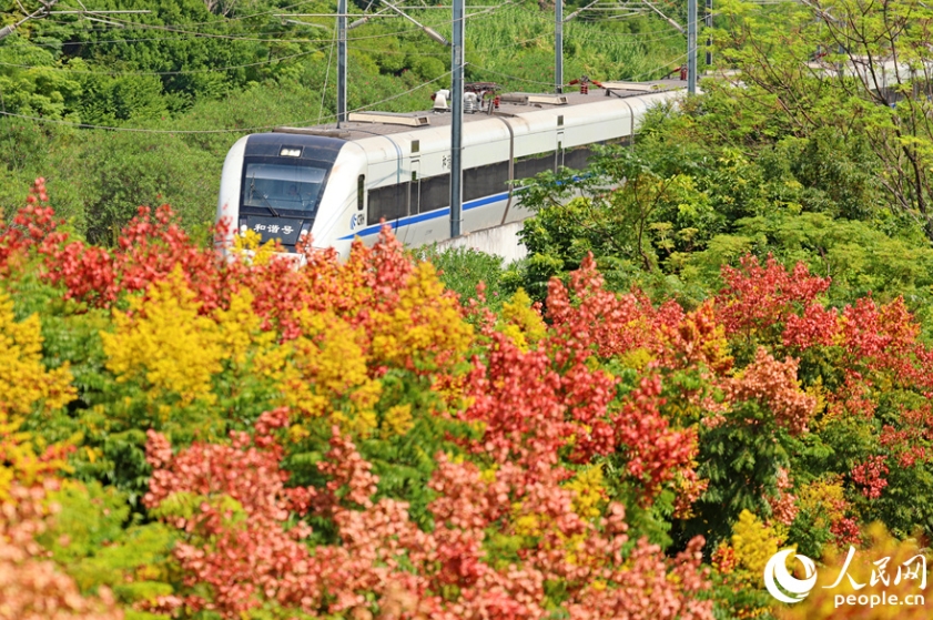 モクゲンジに彩られた秋景色の中を走行する列車（撮影?陳博）。