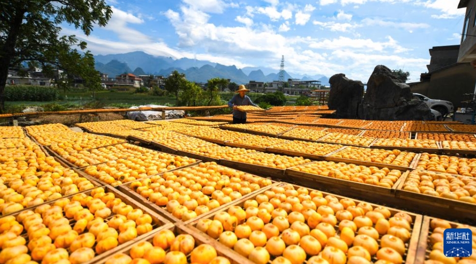 農(nóng)民の増収に寄與する特産の「月柿」産業(yè)　広西?恭城