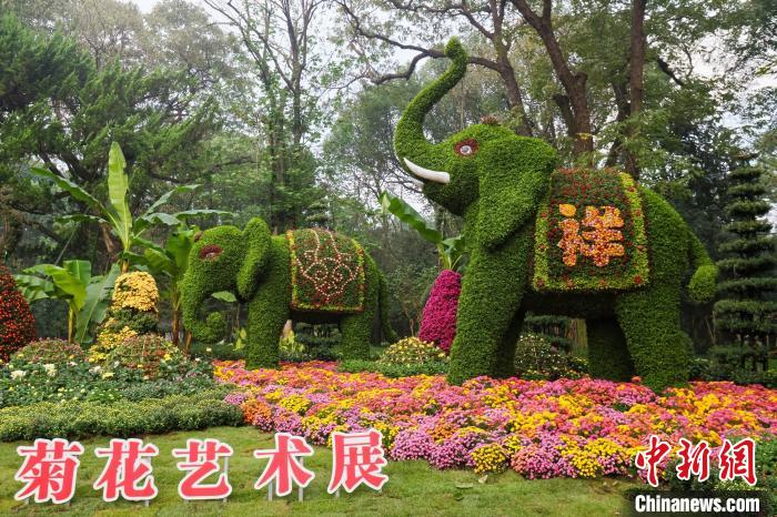 杭州植物園で菊花展が開幕、多彩な品種で表現(xiàn)する園蕓の魅力　浙江省杭州