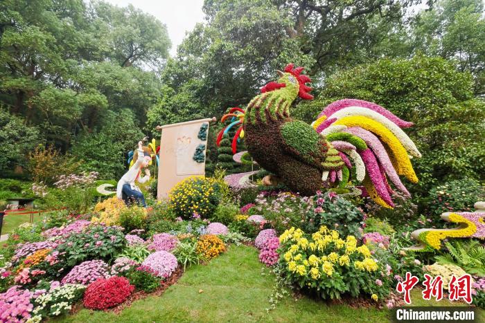 杭州植物園で菊花展が開幕、多彩な品種で表現(xiàn)する園蕓の魅力　浙江省杭州