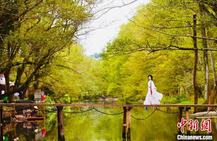 11月1日、秋景色の美しい安徽省黃山市徽州區(qū)の西渓南景勝地を歩く女性。撮影?韓蘇原