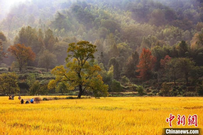 10月29日、稲が黃金色に染まり美しい秋景色が広がる安徽省黃山市黟県宏村鎮(zhèn)塔川村。撮影?方龍