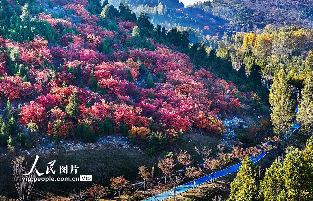 山東省棗荘市薛城區(qū)で、木々がカラフルに色づき、絵のような秋景色が広がる鳳凰緑道（11月6日撮影?洪暁東/寫真著作権は人民図片が所有のため転載禁止）