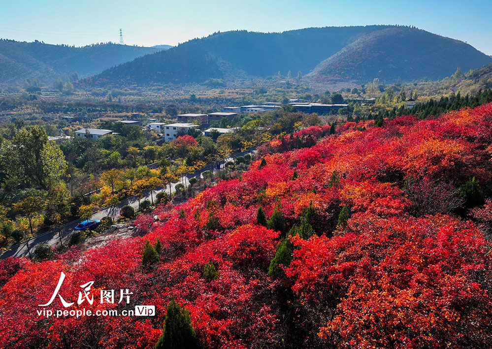 農(nóng)村の道を彩る美しい紅葉　山東省棗荘