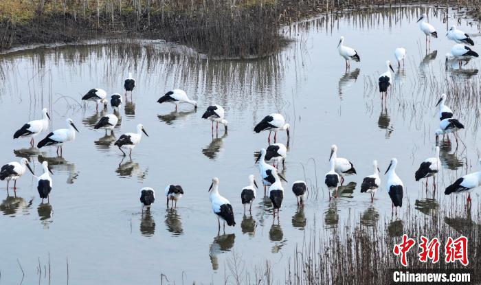 吉林省蛟河市に飛來し、採餌するコウノトリの群れ。撮影?田宇