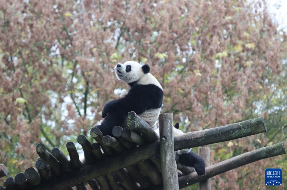 ベルギー?ブリュージュレットにあるペリダイザ動(dòng)物公園で撮影されたジャイアントパンダの「寶妹」（寫真上、11月10日撮影?趙丁喆）