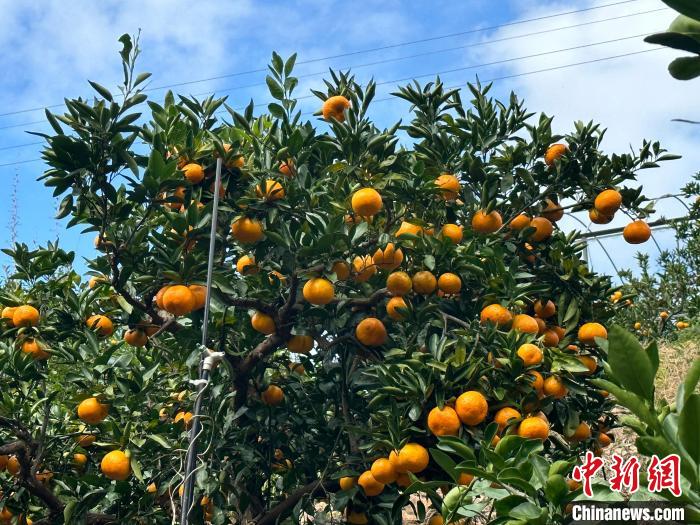 枝にたわわに実った湧泉ミカン（撮影?蔣栄良）