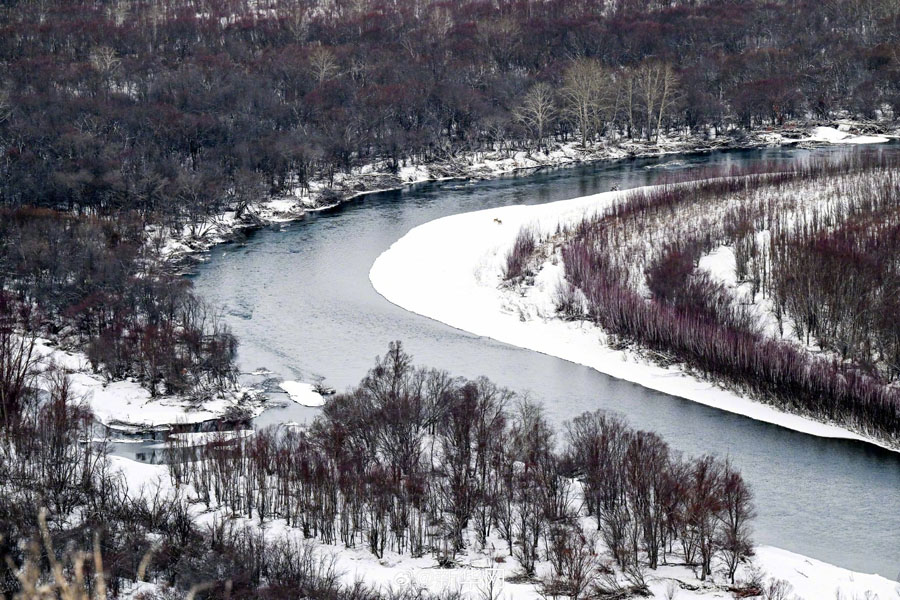 雪化粧した幻想的な額爾古納濕地　內(nèi)蒙古