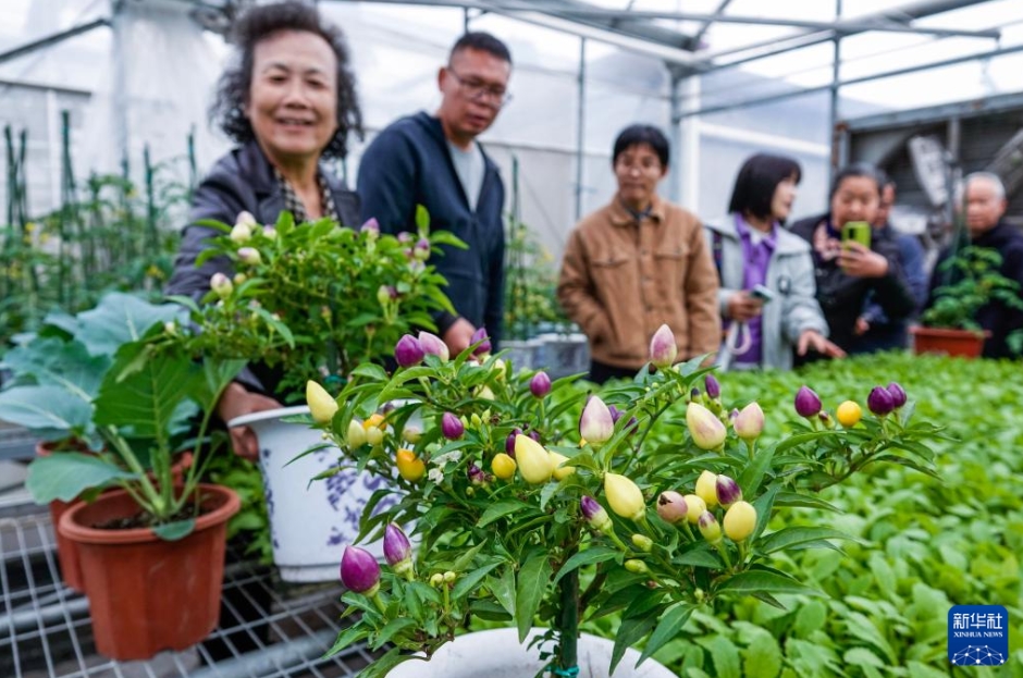 都市農(nóng)業(yè)におけるトレンド「ベランダ菜園」　浙江省杭州