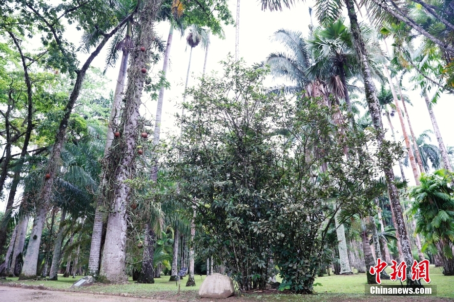 緑豊かなブラジルのリオデジャネイロ植物園（撮影?韓海丹）。