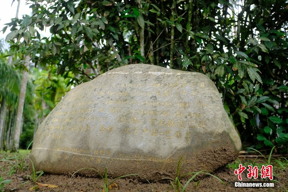 ブラジルのリオデジャネイロで「出會った」中國茶