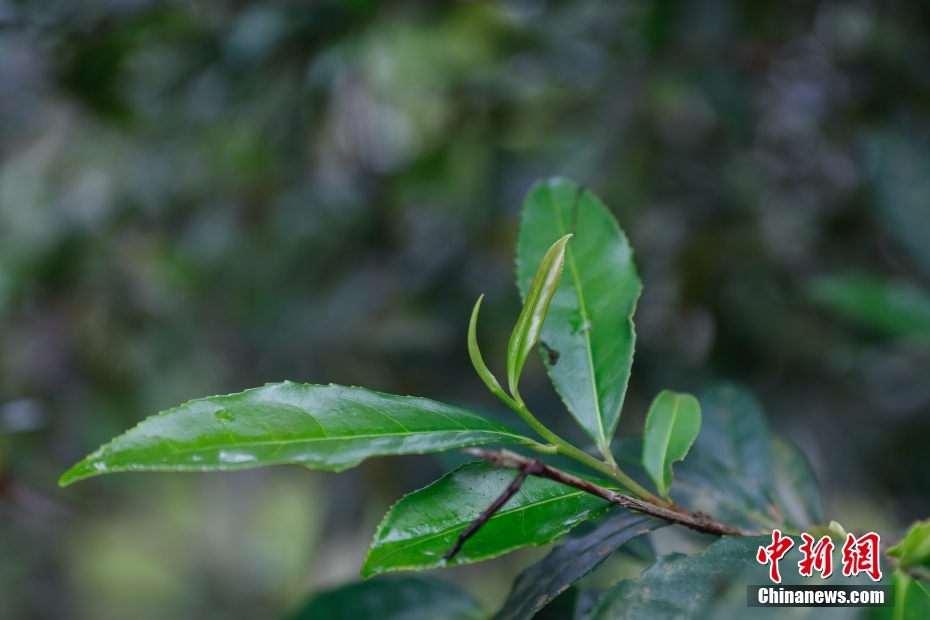 ブラジルのリオデジャネイロで「出會った」中國茶