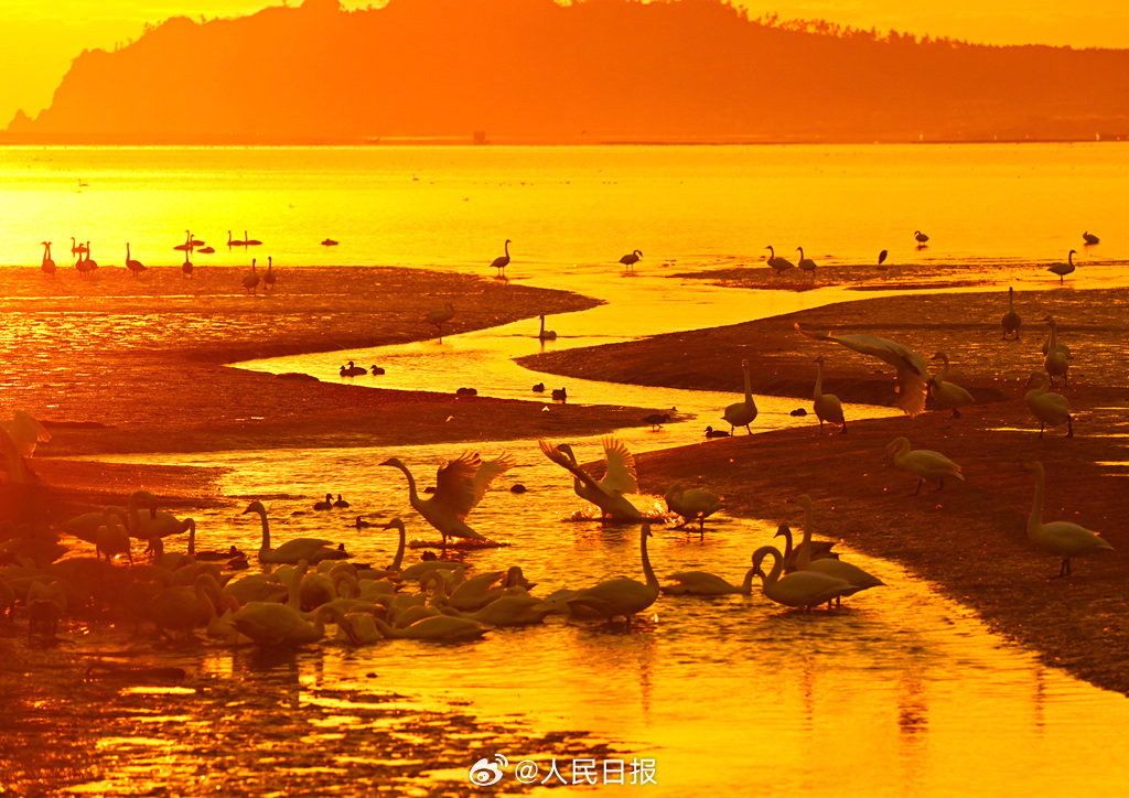 朝日に照らされたロマンチックな白鳥の湖　山東省