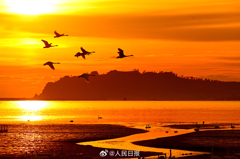 朝日に照らされたロマンチックな白鳥の湖　山東省