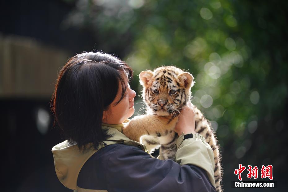 アムールトラの赤ちゃん11頭が一斉公開　雲(yún)南省昆明