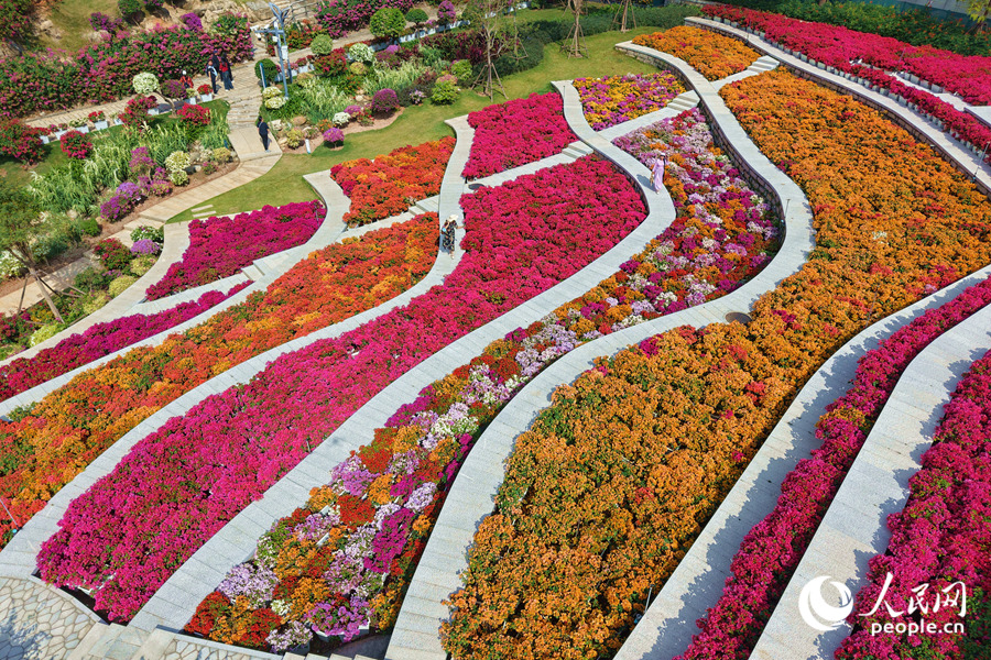 廈門市園林植物園で、満開(kāi)を迎えた國(guó)家ブーゲンビリア?ジーンバンクのブーゲンビリア（撮影?陳博）。