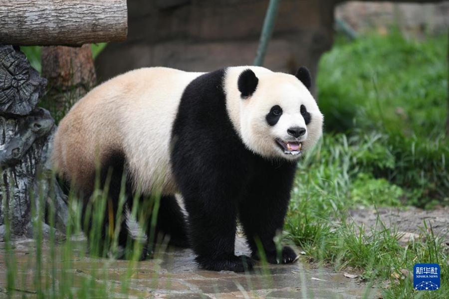 中國(guó)ジャイアントパンダ保護(hù)研究センター都江堰基地で撮影されたオスのジャイアントパンダ「小奇跡（シャオチージー）」。「小奇跡」は2020年8月21日に米ワシントンのスミソニアン國(guó)立動(dòng)物園で誕生（4月16日撮影?胥氷潔）。