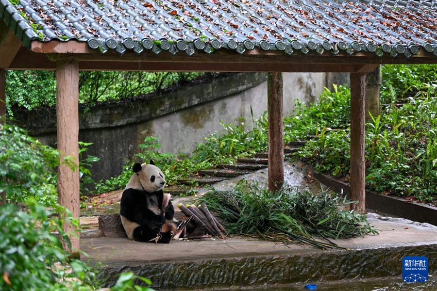 中國(guó)ジャイアントパンダ保護(hù)研究センター雅安碧峰峽基地で、タケノコを食べるオスのジャイアントパンダ「美生（メイシャン）」?！该郎工稀?003年8月19日に米サンディエゴ動(dòng)物園で誕生（6月26日撮影?胥氷潔）。