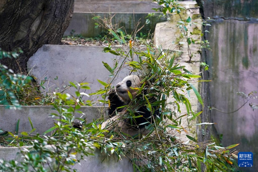 成都ジャイアントパンダ繁殖研究基地で、竹を食べるオスのジャイアントパンダ「夢(mèng)想（ムンシャン）」?！笁?mèng)想」は2019年9月1日に獨(dú)ベルリン動(dòng)物園で誕生（11月21日撮影?胥氷潔）。