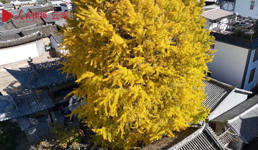 樹齢300年のイチョウが見頃迎える　雲(yún)南省洱源