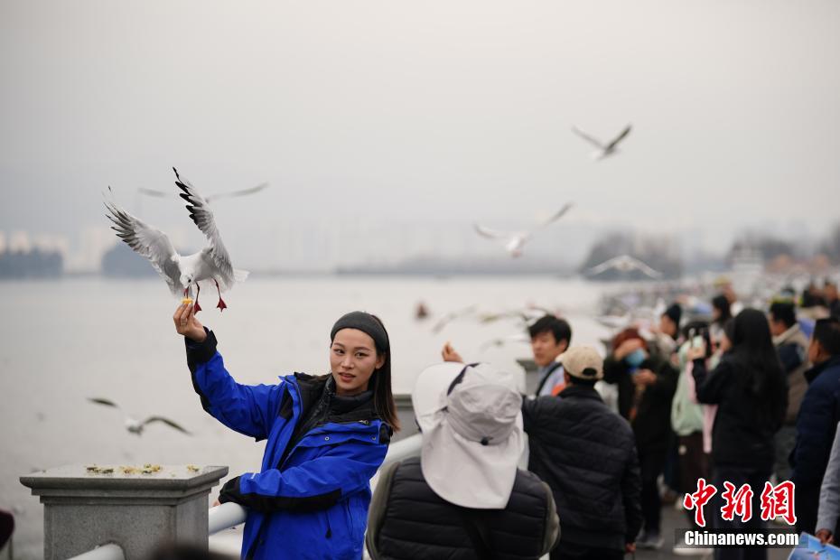 ユリカモメの群れが飛來(lái)し、賑わう昆明市の滇池　雲(yún)南省