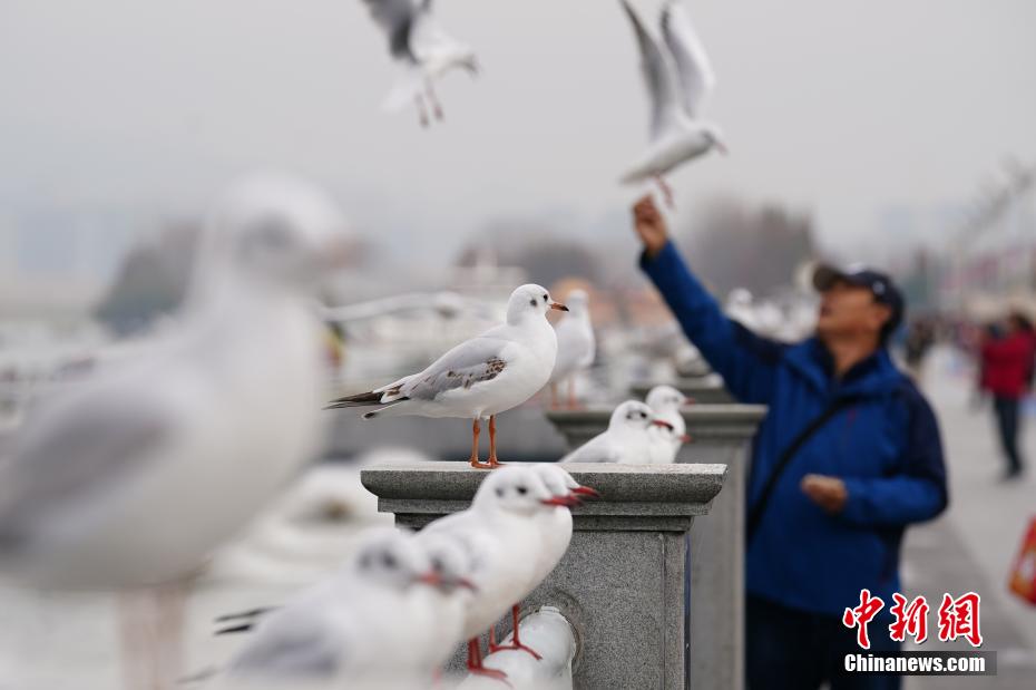 ユリカモメの群れが飛來し、賑わう昆明市の滇池　雲(yún)南省