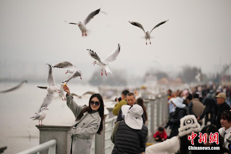 ユリカモメの群れが飛來し、賑わう昆明市の滇池　雲(yún)南省