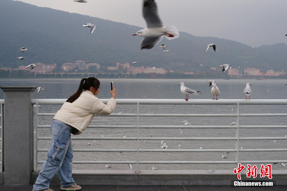 ユリカモメの群れが飛來(lái)し、賑わう昆明市の滇池　雲(yún)南省