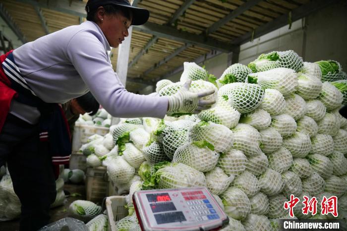 保冷庫で輸出用野菜を包裝する作業(yè)員（12月1日撮影?劉冉陽）。