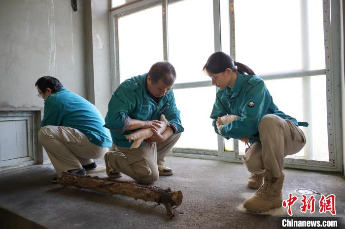 12月4日、日本から返還されたトキを北京動物園の飼育施設(shè)に移す飼育員(寫真提供?北京動物園)。