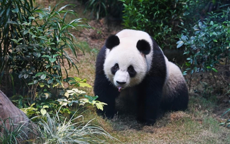 12月8日、香港海洋公園でかわいい表情を披露したパンダ（撮影?陳鐸）。