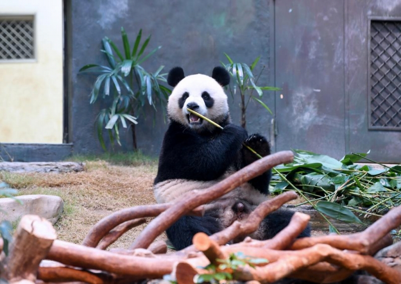 香港海洋公園で竹を食べるパンダ（撮影?陳鐸）。