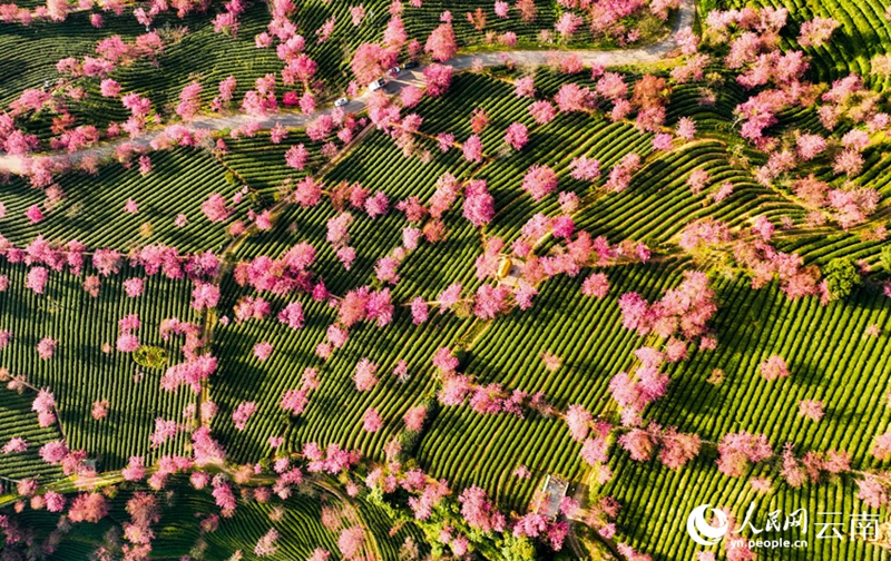 雲(yún)南省では早くも桜が満開になり春の息吹？