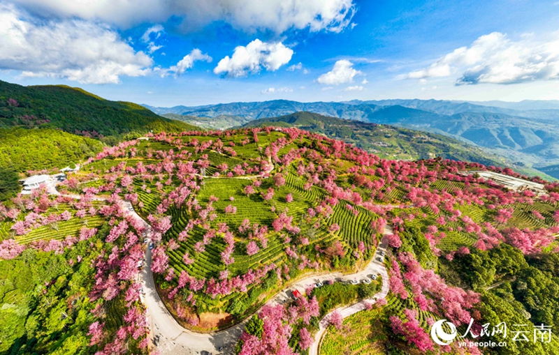 雲(yún)南省では早くも桜が満開になり春の息吹？