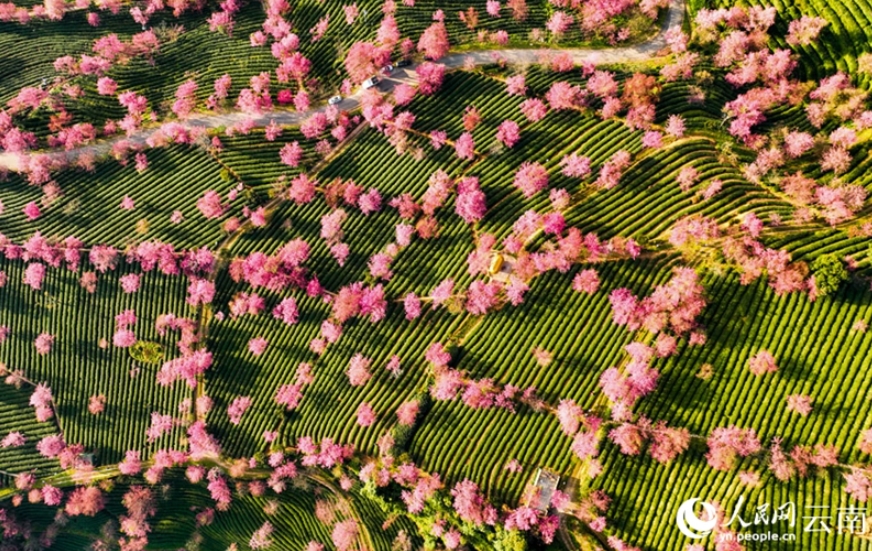 【音聲ニュース】雲(yún)南省では早くも桜が満開になり春の息吹を感じられる？