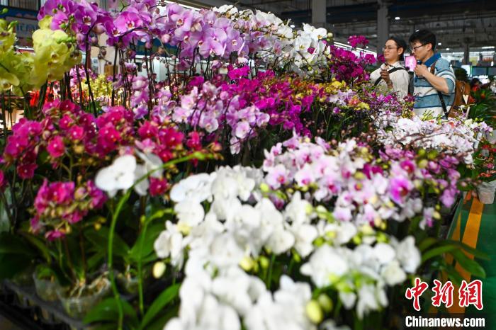 昆明斗南花卉市場で元旦に飾る花の売れ行きが好調(diào)に　雲(yún)南省