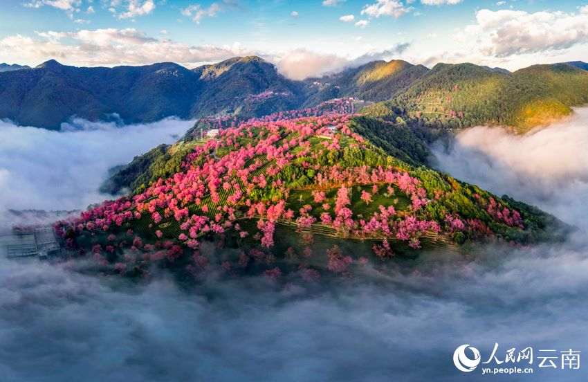 雲(yún)南省大理白族自治州南澗彝族自治県にある無量山で、霧に包まれた美しい桜花谷（撮影?楊継培）。